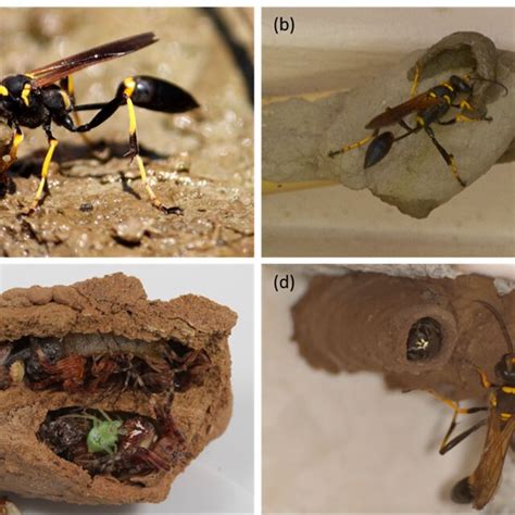 Nest construction process of black and yellow mud dauber: (a) a mud ...