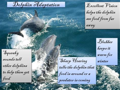 PPT - Dolphin Adaptation PowerPoint Presentation, free download - ID ...