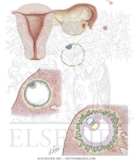 Implementation and Early Development of Ovum