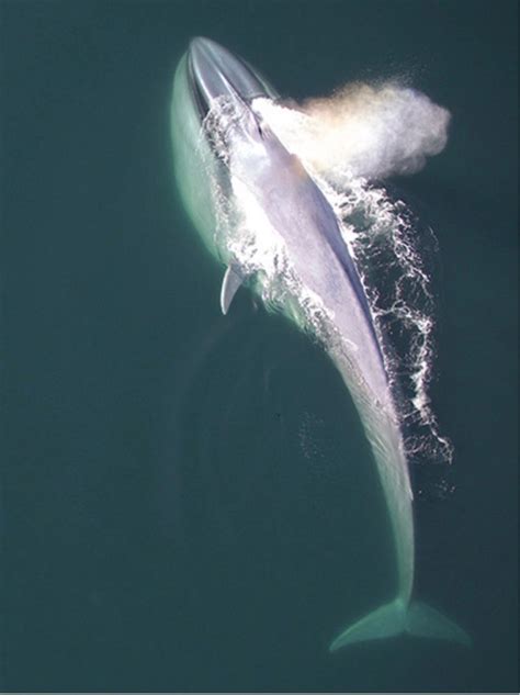 blue-whale-feeding | EarthSky