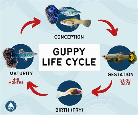 Guppy Life Cycle and Growth Stages - Guides and More