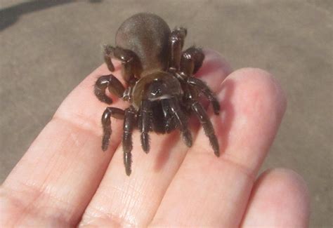 Female California Trapdoor Spider - What's That Bug?