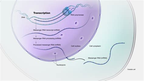 Transcription