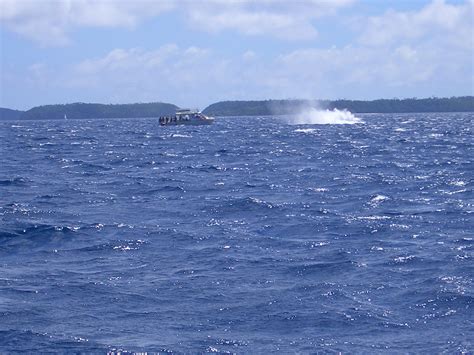 Olive Dragonfly: Whale Watching in Tonga