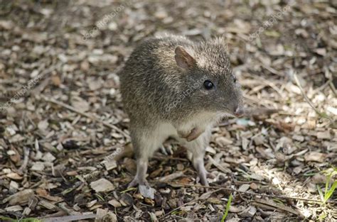 Long nosed potoroo — Stock Photo © ozflash #122966824