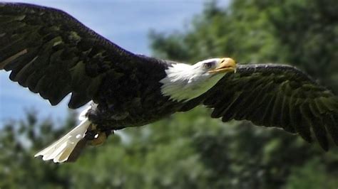 Bald Eagle Slow Motion Flying Display & Close Up - Bird... | Doovi