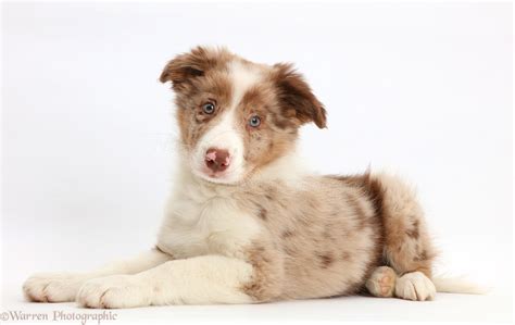 Dog: Red merle Border Collie puppy photo WP44144