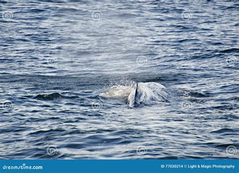 Sperm Whale diving stock photo. Image of coast, kaikoura - 77030214