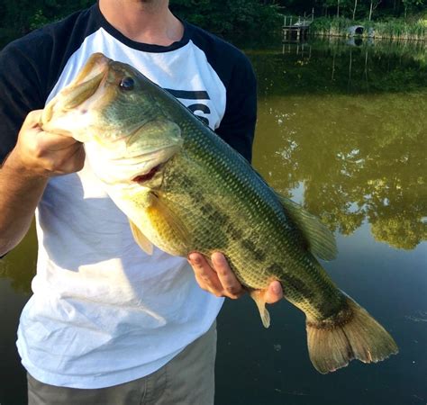 Largemouth Bass Eating Crawfish