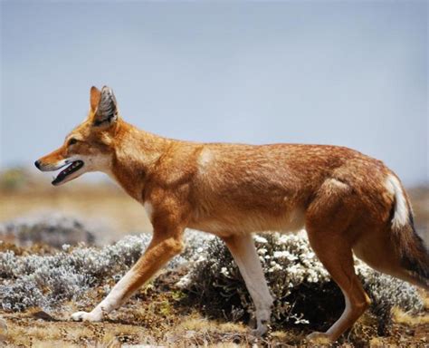 Ethiopian Wolf | African Wildlife Foundation