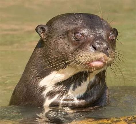 Giant River Otter of the Bolivian Amazon Jungle