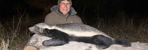 Hunting Honey Badger in South Africa - Somerby Safaris