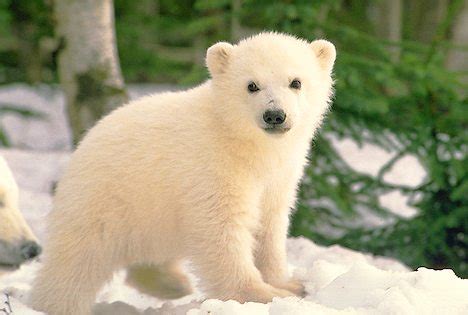 Amper Bae: polar bear cubs