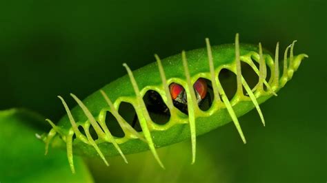 Carnivorous Plants | San Diego Zoo Animals & Plants