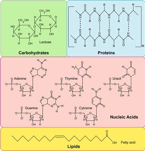 In Living Organisms Lipids Function Mainly as - Bobby-has-Hancock