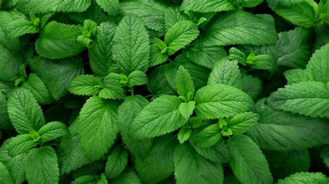 Mint Vs. Peppermint: What's The Difference?