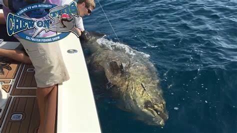 Amazing Florida Goliath Grouper Fishing Charter - Biggest Fish Ever For ...