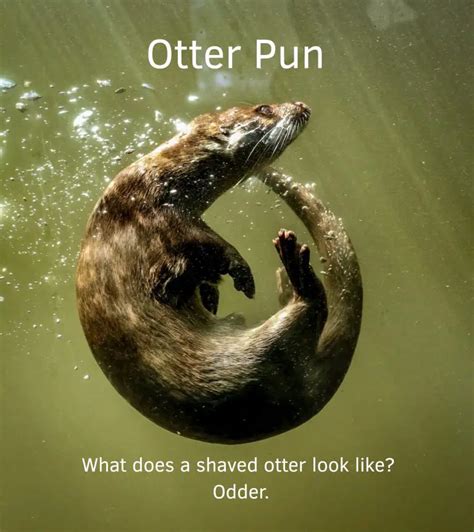 Otter Puns: 15 Best Funny Jokes That Will Make You Smile & More