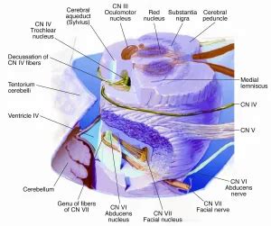 Abducens nerve - American Academy of Ophthalmology