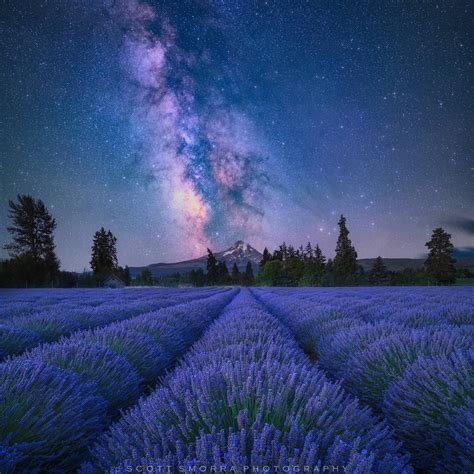 Lavender Dreams | Hood River Valley | Oregon | Scott Smorra