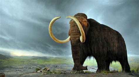 Searching for gold, miners discover a frozen baby mammoth | Technology ...