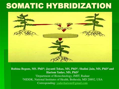 PPT - SOMATIC HYBRIDIZATION PowerPoint Presentation, free download - ID ...