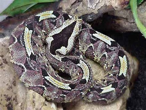 Bitis | African, Venomous, Vipers | Britannica