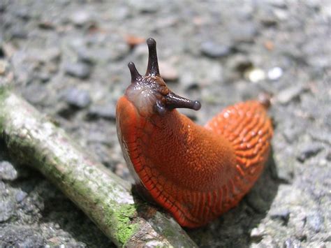 Invasive Slugs & Snails: Identify & Control Invasive Species | Tips