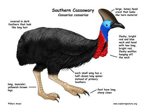 Cassowary (Southern)