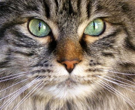 Why Do Cats' Eyes Change Color? (Not what you think!) - Clever Pet Owners