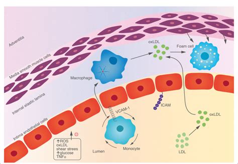 FIGURE Endothelial cells are activated by a variety of endogenous and ...