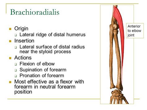 Brachioradialis ( Note: Muscle of "extensor" compartment of forearm ...