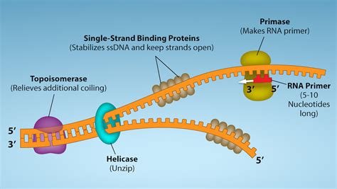 Section 7.5: DNA Replication in Prokaryotes - Biology LibreTexts