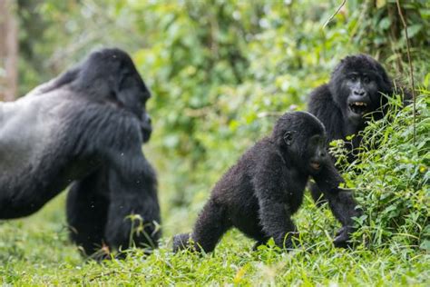 Gorilla Families | International Gorilla Conservation Programme (IGCP)