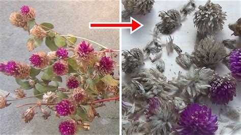 How To Harvest Gomphrena Seeds