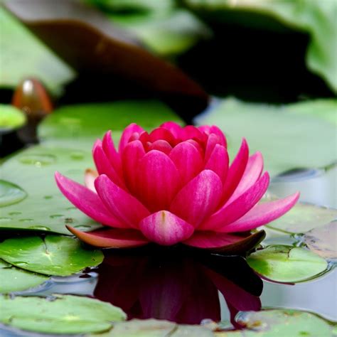 Buddhist Quotes About Lotus Flower | Best Flower Site