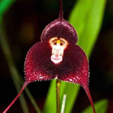 10PCS Seed Monkey Face Orchid Family Flower Type Peculiar Bonsai Garden ...