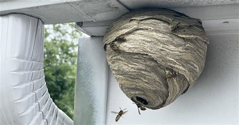 Are There Difference Between a Hornet Nest vs. Wasp Nest?