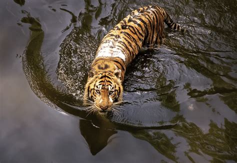 Javan Tiger | Smithsonian Photo Contest | Smithsonian Magazine