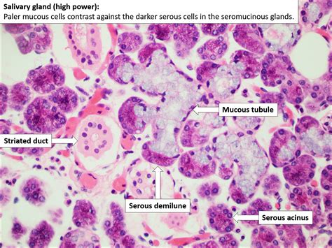 Sublingual Salivary Gland Histology Labeled