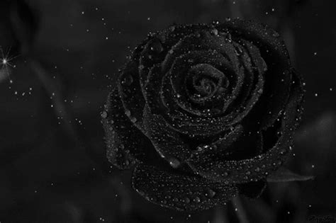 22 Amazing Roses Animated Gifs at Best Animations