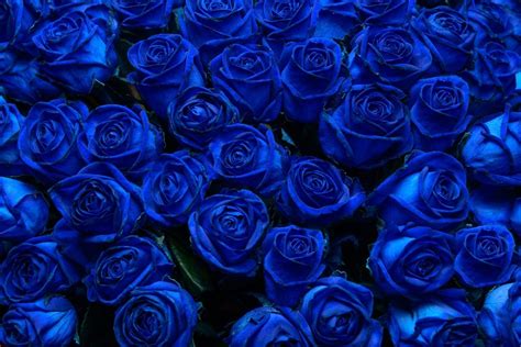 Blue Rose Meaning: Little Mystery Behind Blue Color - Plantisima