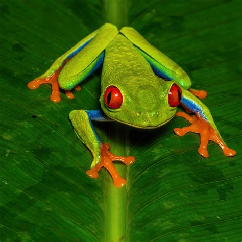 Red Eyed Tree Frog 2 Photography Art | John Martell Photography