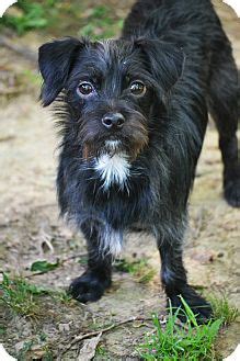 Tucker | Adopted Dog | Allentown, VA | Affenpinscher/Schnauzer ...