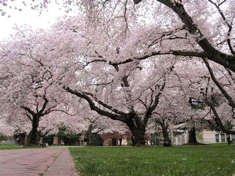 Prunus x yedoensis 'Yoshino Cherry Tree' - Hello Hello Plants & Garden ...