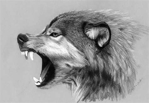 Wolf drawing by JasminaSusak on DeviantArt