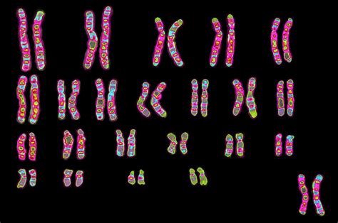 Human genetics | Description, Chromosomes, & Inheritance | Britannica