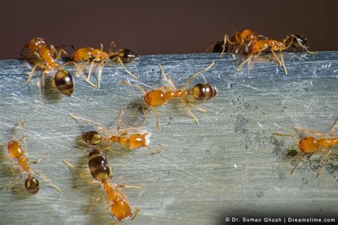 The 12 Best Ant Traps for Tiny Ants and How to Use Them - Pest Pointers