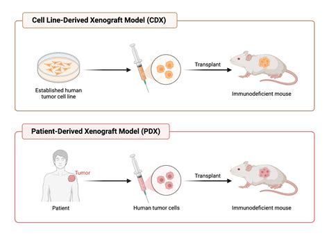 Comparison of Cell Line-Derived Xenograft Model (CLX) vs. Patient ...