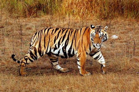 Bengal Tiger | Wild Life Animal